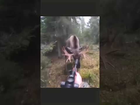 Hunting big moose almost on face   #hunting #deer#moose#chasse