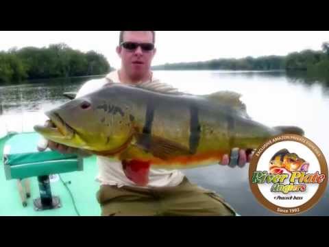 Monster Peacock Bass catch and release