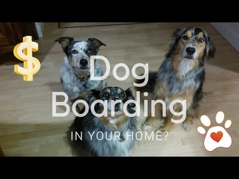 Start a dog boarding business from home