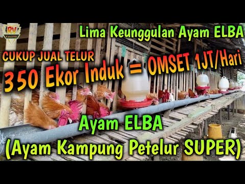 Profil Peternakan Ayam KUB