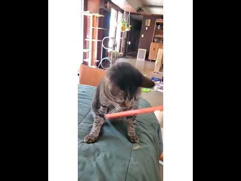 Crystal the Pet Nanny. LLC video.