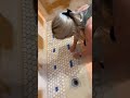 Do THIS to keep your mosaic tiles clean! #shorts #youtubeshorts #diy