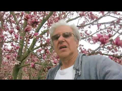 magnolia  trees are great