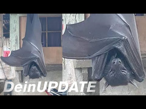 Menschengroße Fledermäuse auf den Philippinen | DeinUPDATE