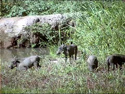 Warthog's with Five Babies at Pete's Pond  Jan  21 2014  at  3:36pm