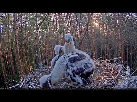 ~ ATAK JASTRZĘBIA !!! JEDEN MŁODY ZOSTAŁ WYRZUCONY z GNIAZDA !!! ESTONIA