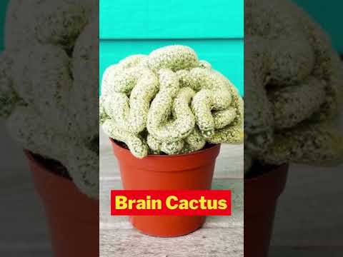 Unique & Rare Cactus Plants|#shorts|Swaroopa Diaries