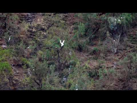 Tropic bird mating dance