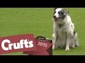 Freestyle Heelwork to Music Competition | Crufts.