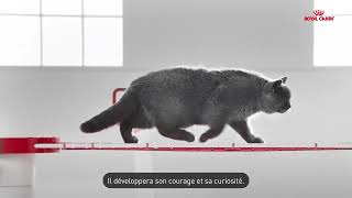 Royal Canin Kitten : en bonne santé dès la naissance