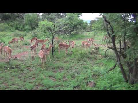 Breeding herd of Impala and driving in the bush toward Mankwe Dam