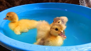 Ketika MenemukanBebek Bebek Lucu Melompat Berenang Minum Air Dikolam Warna Warni Pelangi