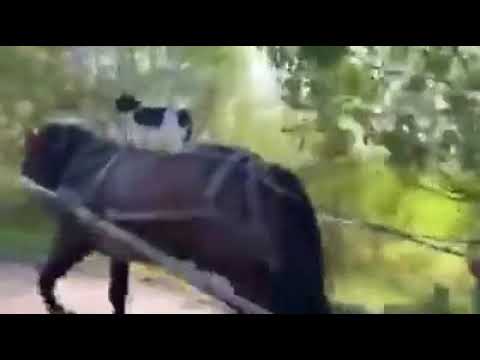 Der altmodische Getränkelieferant "@FreeMusicEgypt