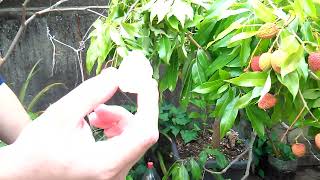 lichia plantada no vaso produzindo muito