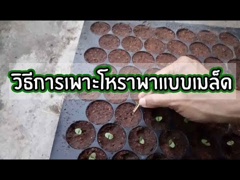 ไม่ว่าจะหมกมุ่นสาเหตุความอ่อนแอ ซื้อเชื้อโรคม้าในร้านขายยาใน Samara