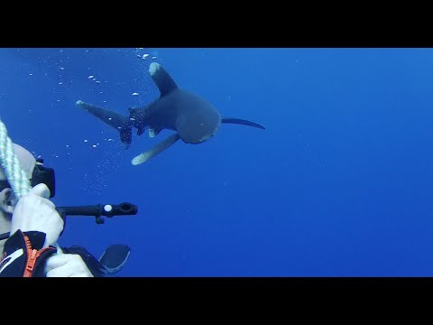 Shark Diving Tauchen Marsa Alam Coraya Alaya Divers Red Sea Egypt Ägypten MY Blue Liveaboard Safari