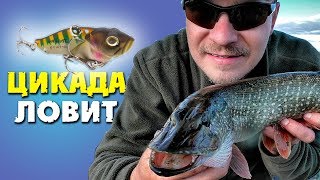 Цикада приманка для рыбы как ловить
