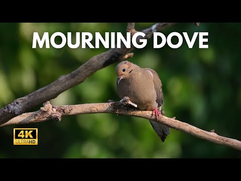 Mourning Dove Coo - 1 Hour of Relaxing Sounds