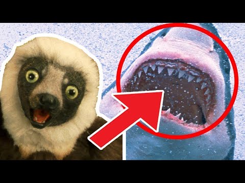 🐘 Zoboomafoo with the Kratt Brothers! HD | Full Episodes Compilation 🐘