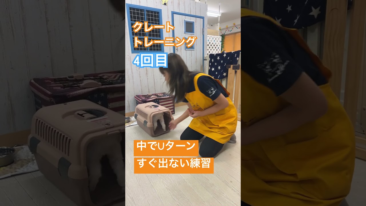 クレートトレーニング4回目 #いぬのきもち #ドッグトレーニング #犬 #犬のしつけ #犬のいる暮らし #クレートトレーニング