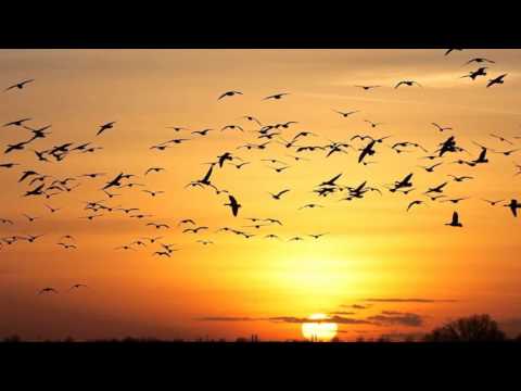 download lagu mp3 mp4 O Coldplay Lyrics Traduzione, download lagu O Coldplay Lyrics Traduzione gratis, unduh video klip O Coldplay Lyrics Traduzione