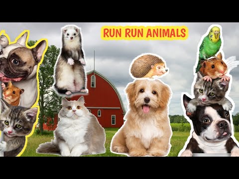 MAAK KENNIS MET LEUKE EN AANBIDDELIJKE DIEREN ROND ONS, DE GELUIDEN VAN KAT, HOND,KONIJN,Egel, Wezel