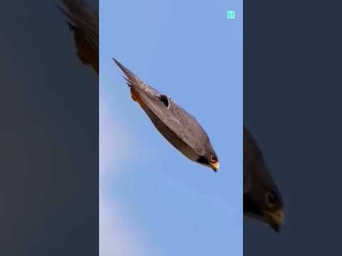 Peregrine Falcon 😱