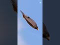 Peregrine Falcon