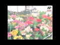 CHELSEA AND DUTCH FLOWER SHOW IN COLOUR