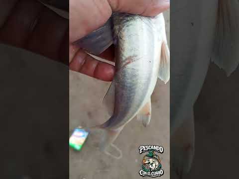 Pesca en el RIO SAN FRANCISCO Yuto Jujuy Algo salió