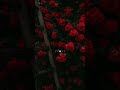 Neela Shalabhame Song Whatsapp Status