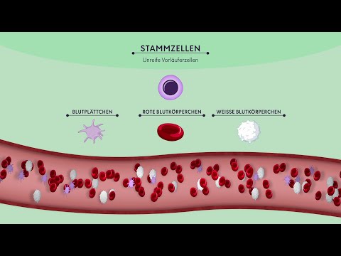 Woher kommen unsere Blutzellen? Stammzellen einfach erklärt