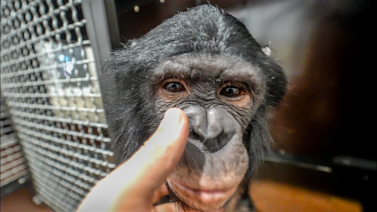 Как Проходит Первый Выходной у Шимпанзе Бони После Новогодних Представлен?