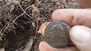 New Hampshire Metal Detecting King George III showed up today!
