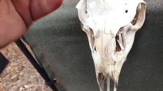 Hunting bike trailer update