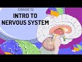 EASY TO UNDERSTAND Introduction To Nervous System