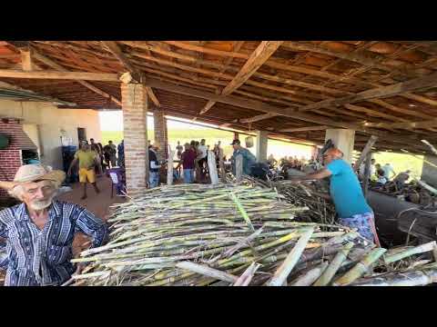 MOAGEM NO SÍTIO MALHADA ACOPIARA CEARÁ ENGENHO DO CACIANO 