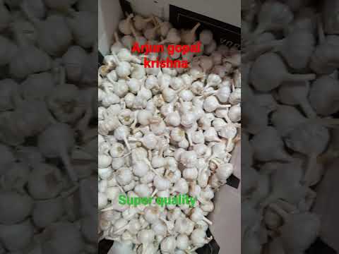 A grade mp puna laddu garlic 26-32 mm, packaging type: net b...