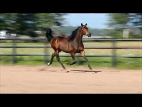 Izellah  Zon e Broad Bahn