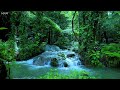 Beautiful Birdsong That Pleases The Soul Peaceful Forest Stream ASMR