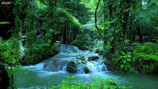 Download lagu Beautiful birdsong that pleases the soul, peaceful forest stream, ASMR mp3