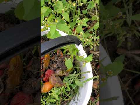 Rotten Tomatoes, Weeds, Chronically Low Batteries ...