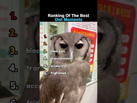 Ranking Of The Best Owl Moments 😂🦉