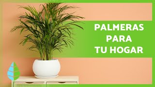 10 PALMERAS de INTERIOR 🌴 (Nombres y Cuidados)
