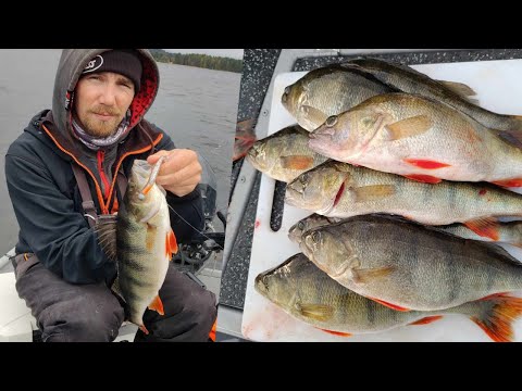 NÄIN KALASTAT AHVENTA JIGILLÄ | PARASTA LÄHIRUOKAA JÄRVESTÄ | ORKA SMALL FISH PADDLE TAIL