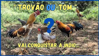 LEVEI uma Galinha Índio para ROÇA 