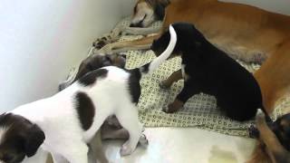 Download lagu Farlat saluki - Fara babies 3 weeks part I mp3