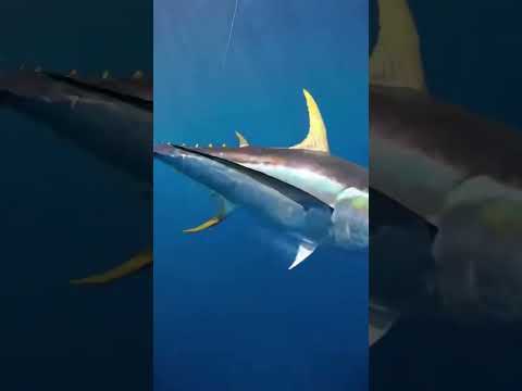 #fishing #Catchingfish