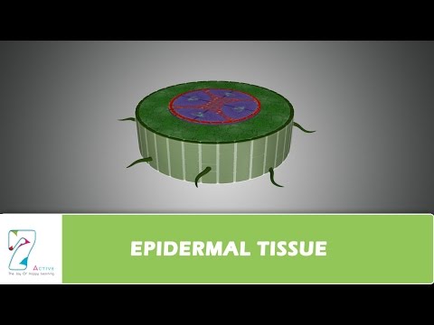 EPIDERMAL TISSUE