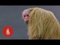 Red-Faced, Hairless and Handsome: Meet the Bald Uakari Monkey